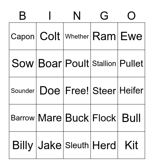 Animal Terminology Bingo Card
