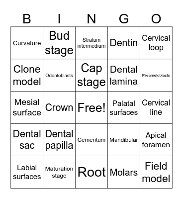 Tooth Morphology Vocabulary Bingo Card