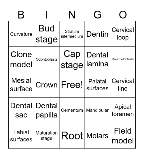 Tooth Morphology Vocabulary Bingo Card