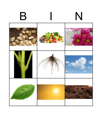Plant Parts and Needs Bingo Card