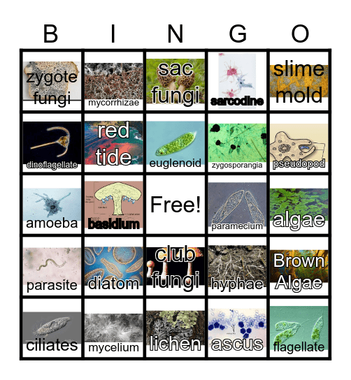 Protists and Fungi Bingo Card