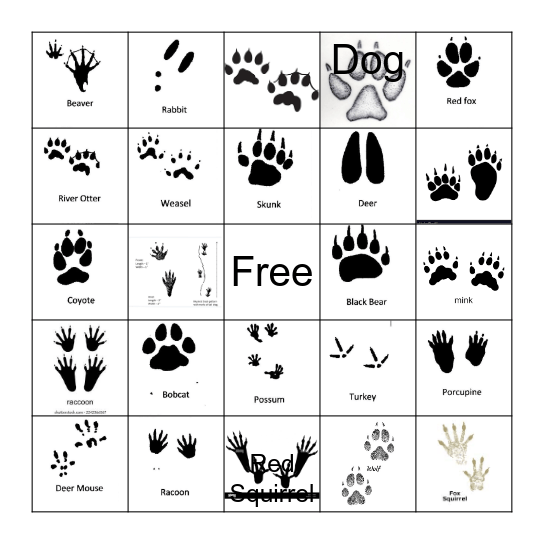 Animal Tracks Bingo Card