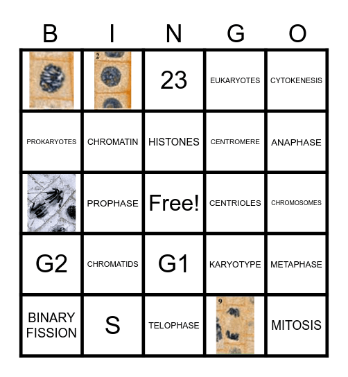 MITOSIS Bingo Card