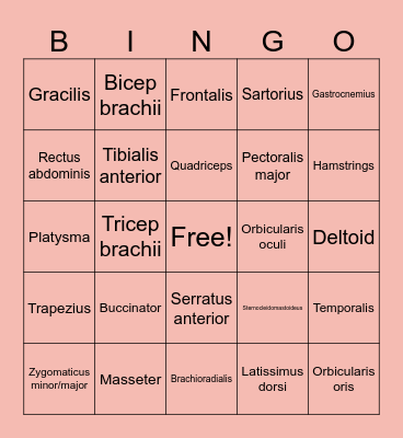 Muscles of the Body Bingo Card