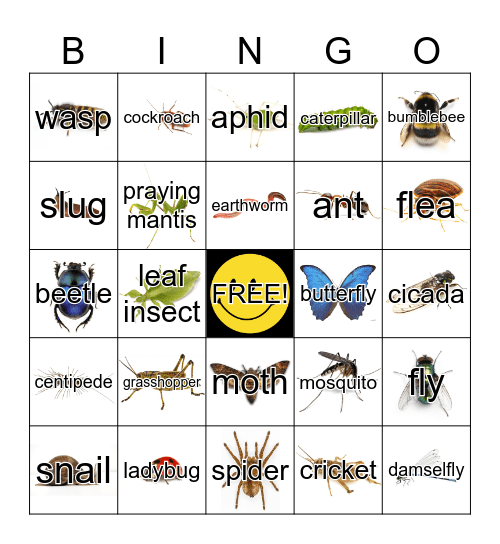 Bugs Bingo! Bingo Card