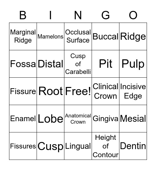 Tooth Landmarks  Bingo Card