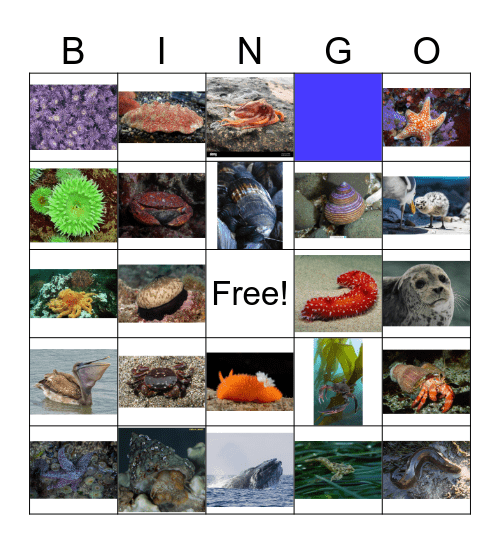 Pillar Point Bingo Card