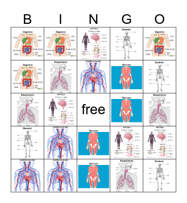 body systems Bingo Card