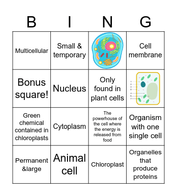 Cells and their Orangelles Bingo Card
