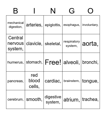 Anatomy Review Bingo Card