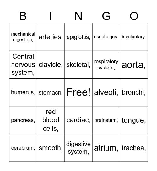 Anatomy Review Bingo Card