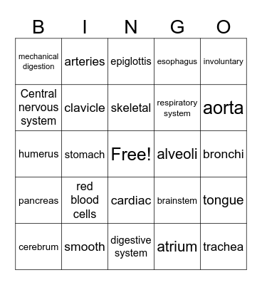 Anatomy Review Bingo Card