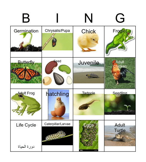 Life Cycle Bingo Card