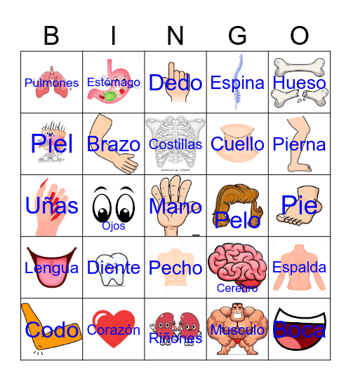 Anatomy Bingo 4! Bingo Card