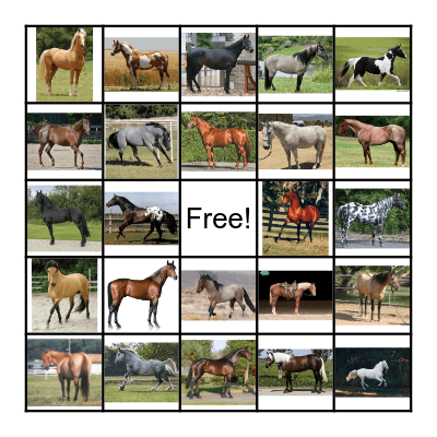 Horse Coat Color Bingo! Bingo Card