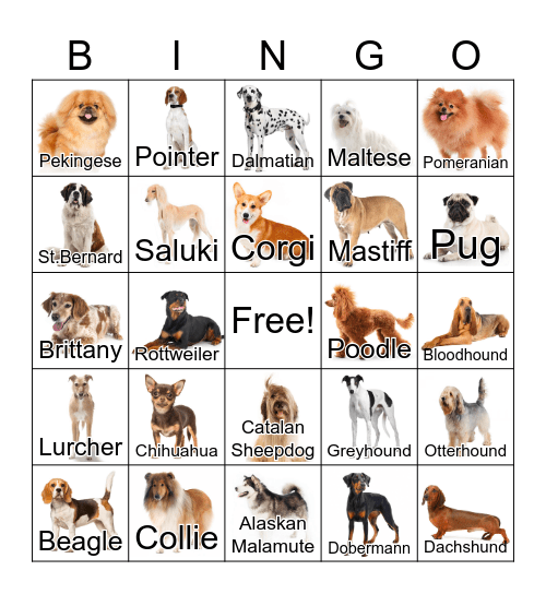 Dog Breeds! Bingo Card