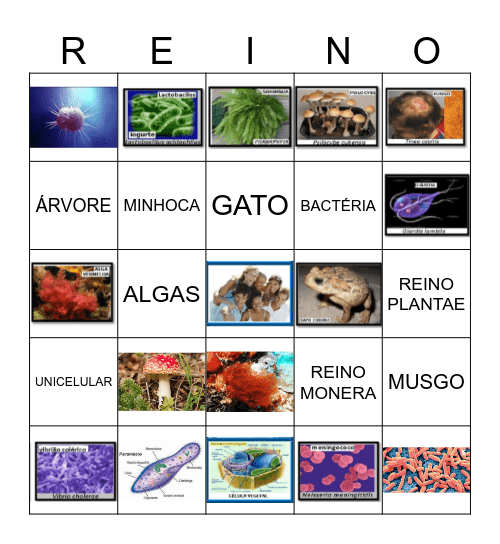 BINGO 5 REINOS Bingo Card