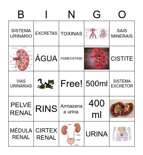 SISTEMA URINÁRIO Bingo Card