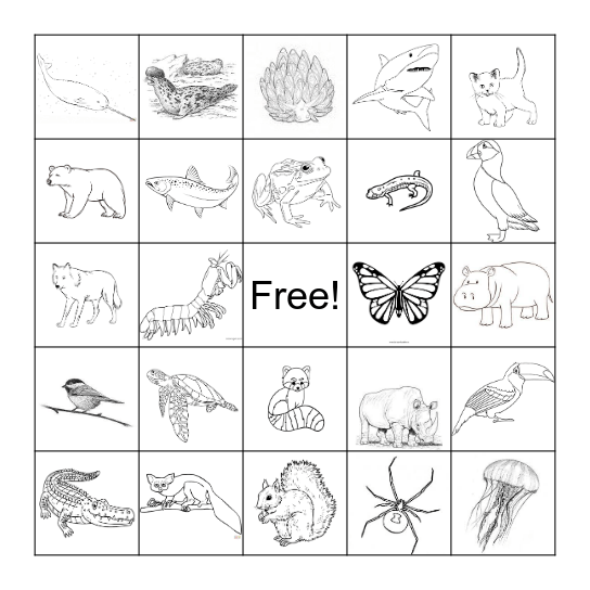 Amazing Animals Bingo Card