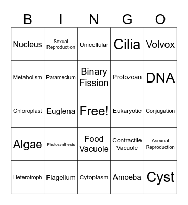 Protists Bingo Card