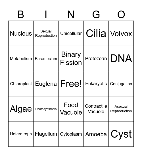 Protists Bingo Card