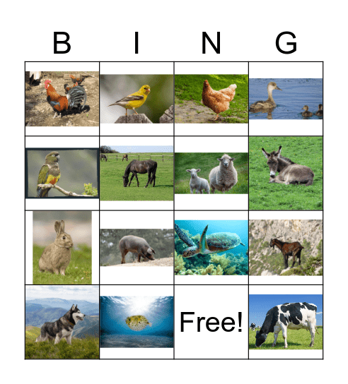 Les animaux domestiques Bingo Card