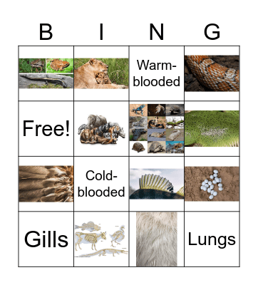 Animal Bingo! Bingo Card