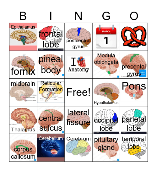CNS - THE BRAIN Bingo Card