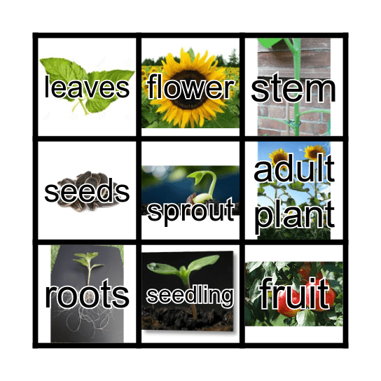 Plant life cycle Bingo Card