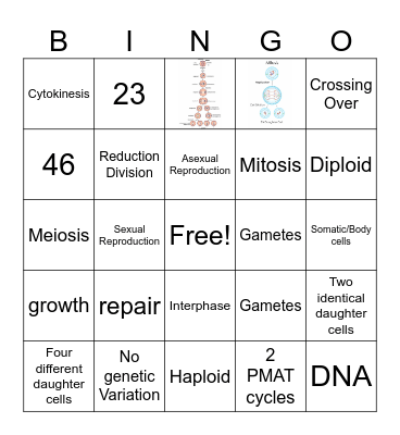 Cell Division Bingo Card