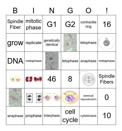 Cell Cycle Bingo Card