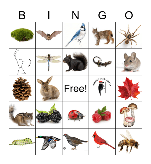 Cabin Bingo 2024 Bingo Card