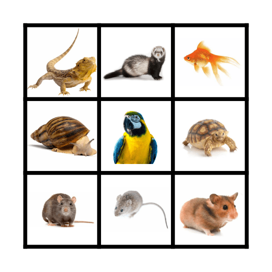 Pet Bingo Card