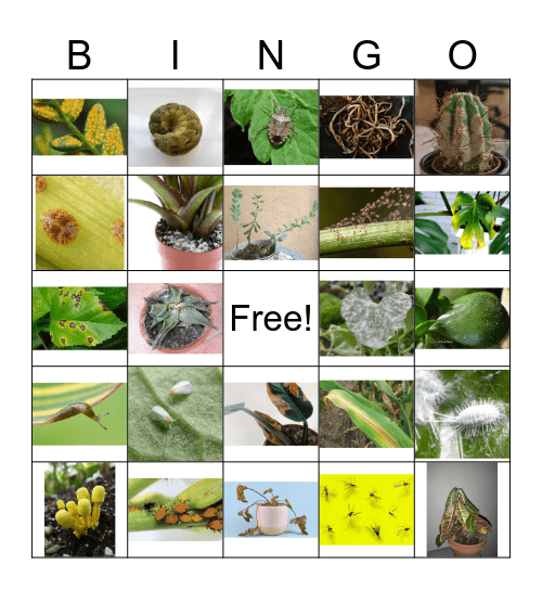 Houseplant Horrors Bingo Card