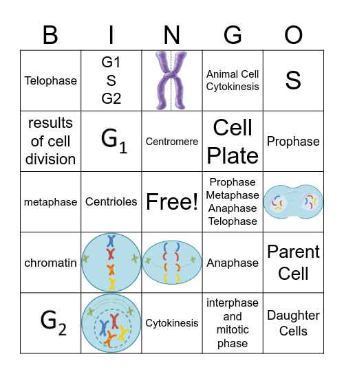 Cell Cycle and Mitosis Bingo Card