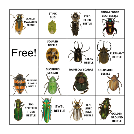 BEETLE BINGO Card