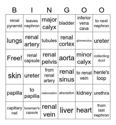 Excretory System Bingo Card