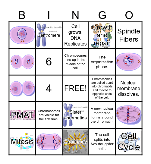 Cell Cycle Bingo Card