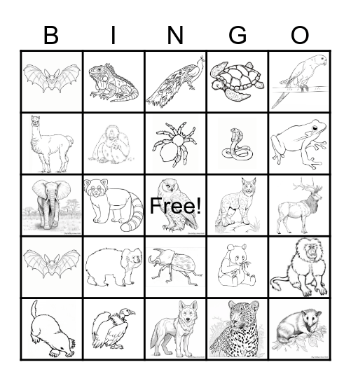 Animals Bingo Card