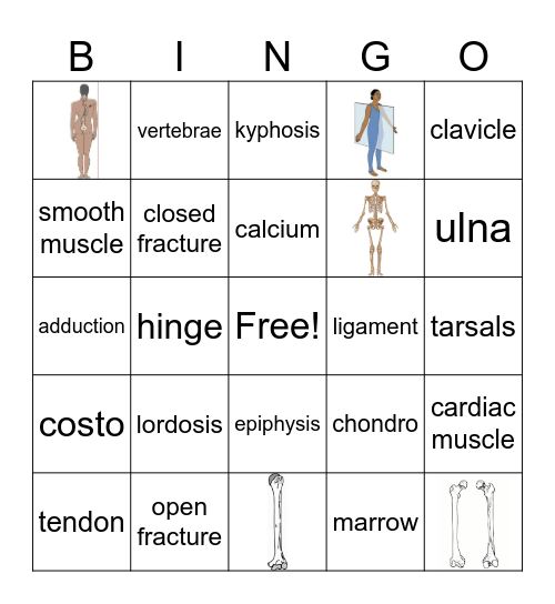 AHP- Skeletal System Bingo Card