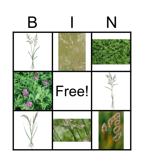 Paddock Grasses Bingo Card