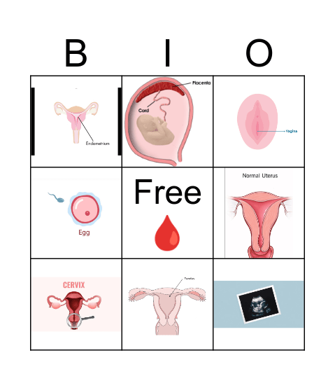 Female Reproductive System Bingo Card
