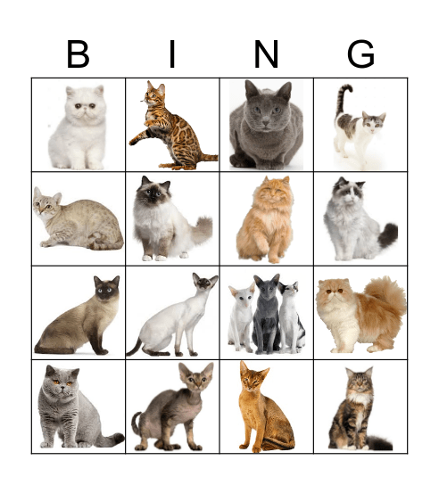 Cat Breeds Bingo Card