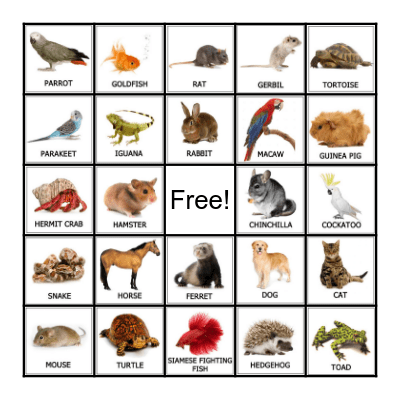 PETS Bingo Card