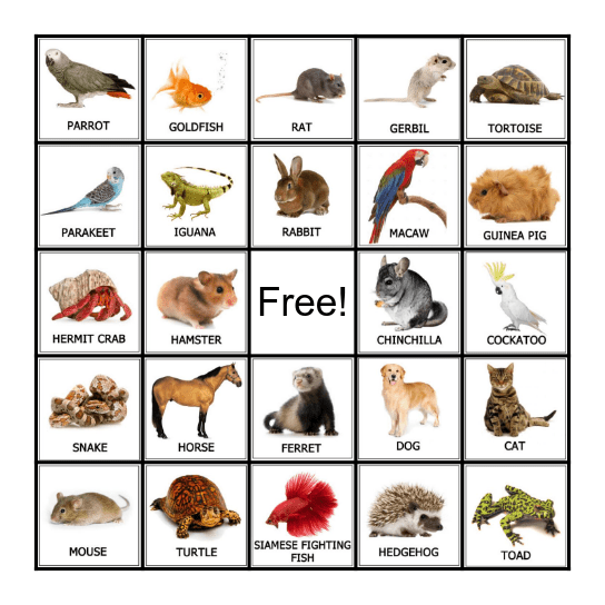 PETS Bingo Card