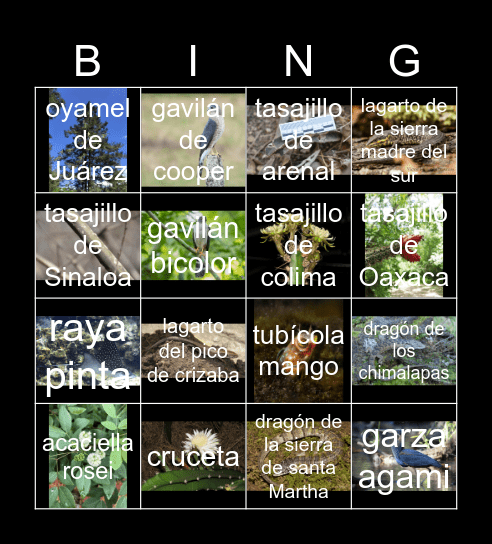 especies en extensión Bingo Card