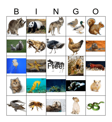 ANIMALS Bingo Card