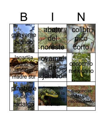 loteria Bingo Card