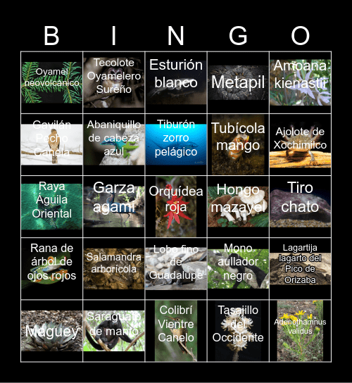 taxonomía de Carlos Linneo Bingo Card