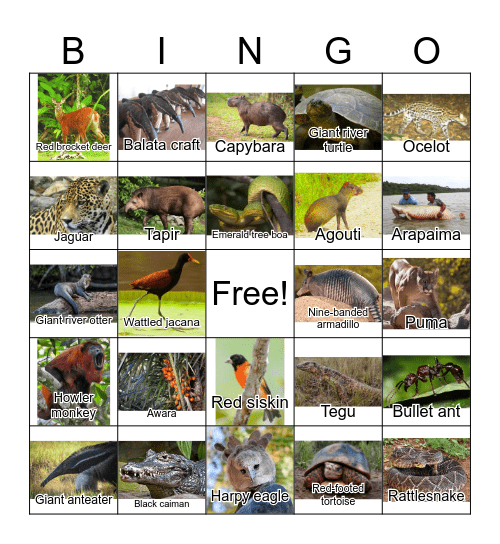 Wildlife Bingo Card